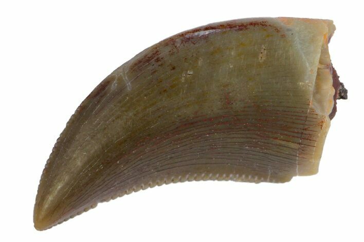 Serrated, Allosaurus Tooth - Colorado #162496